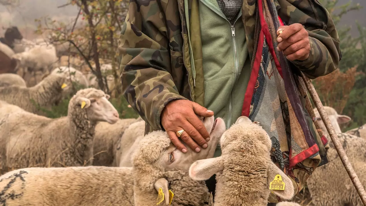 'Cariño de pastor', fotografia që mbron punën thelbësore të fermerëve dhe fermerëve tanë