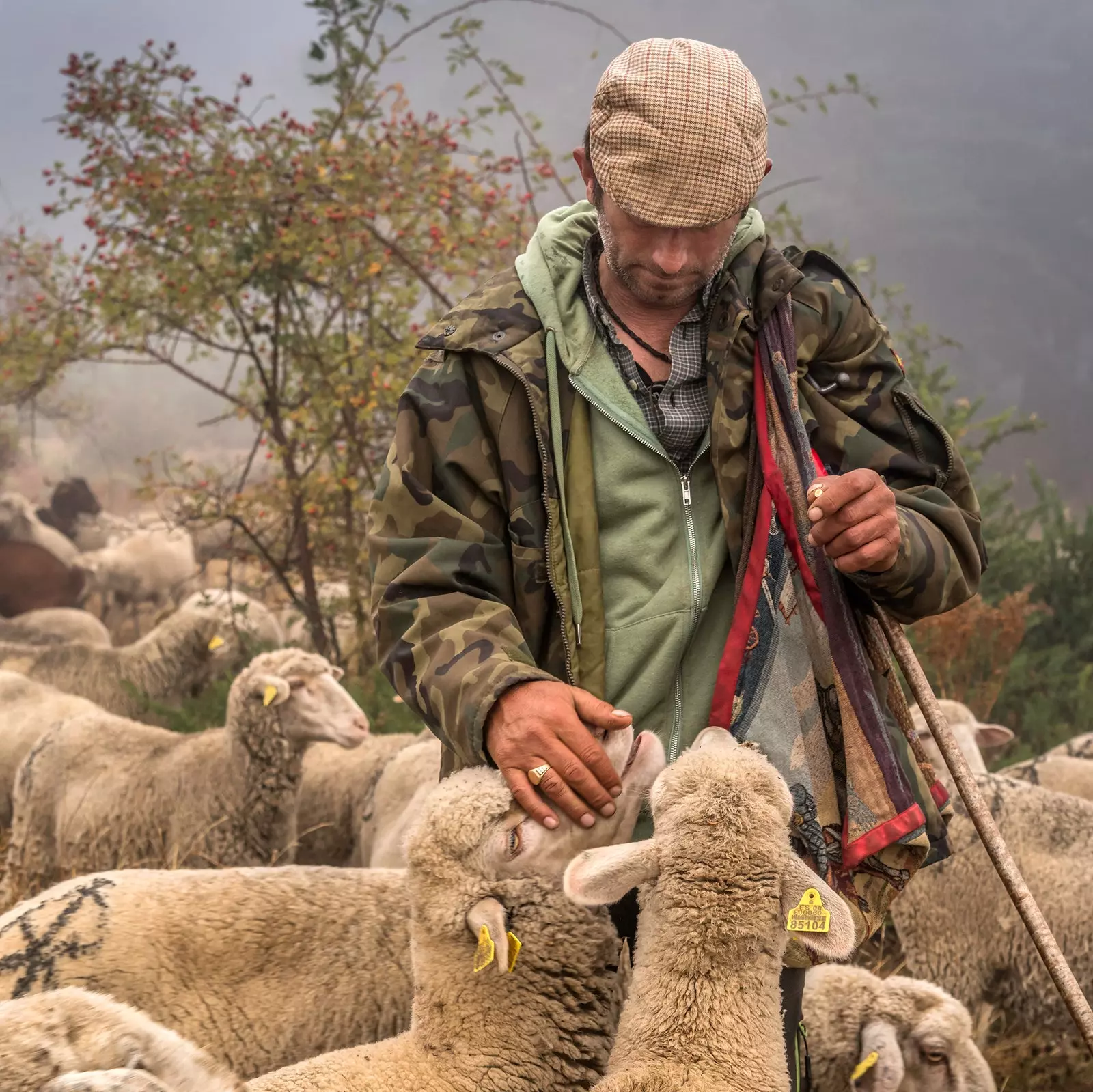 'Cariño de pastor', fermerlərimizin və fermerlərimizin əsas işini müdafiə edən fotoşəkil 10006_2