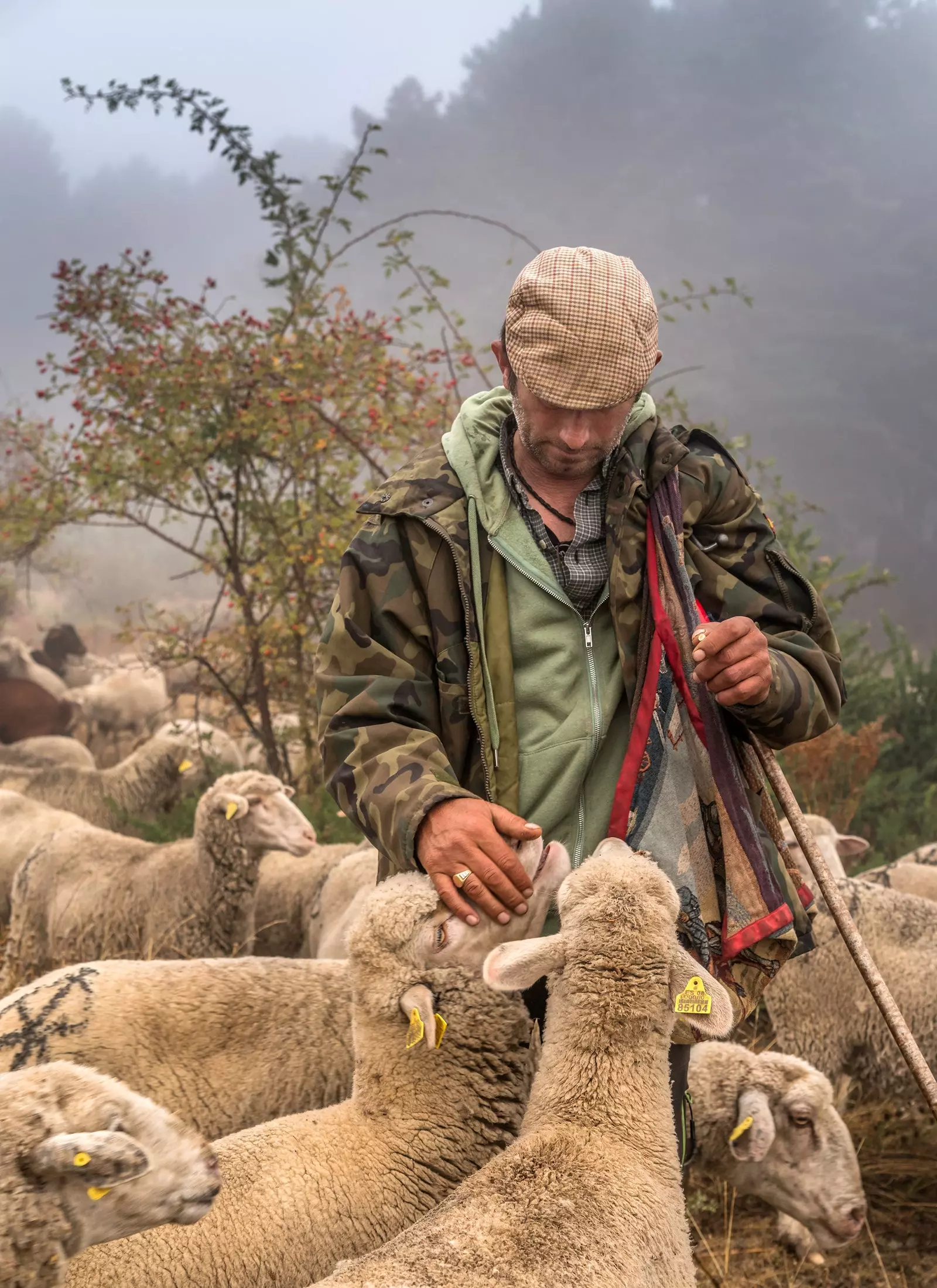 'Cariño de pastor', fermerlərimizin və fermerlərimizin əsas işini müdafiə edən fotoşəkil 10006_3