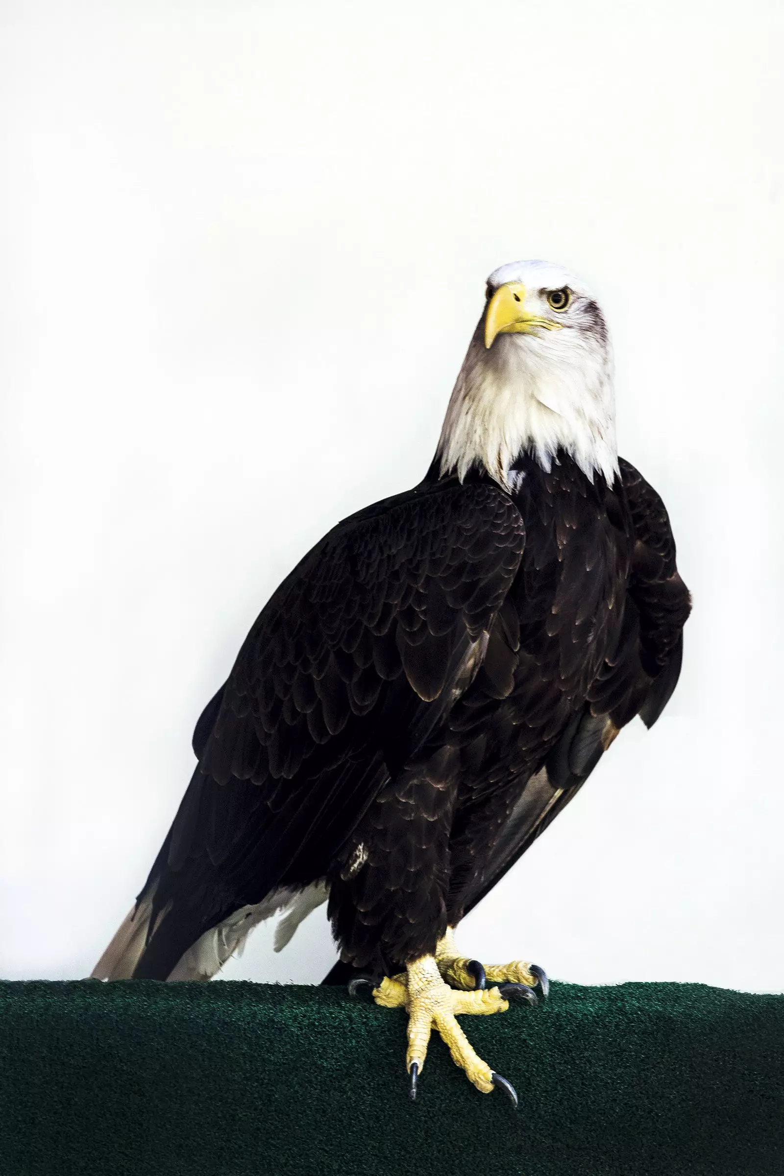 Pygargue à tête blanche du Peregrine Fund