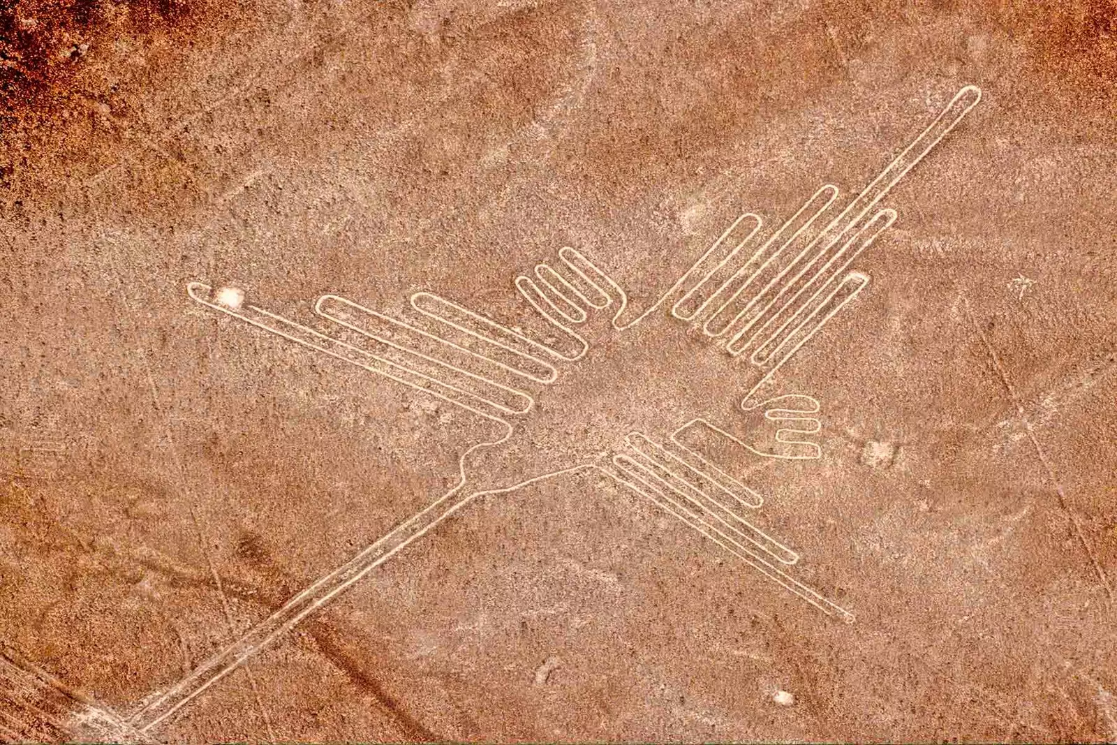 Nazca koolibri