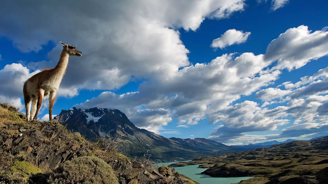 Chile creates a Network of National Parks that exceeds the size of Switzerland