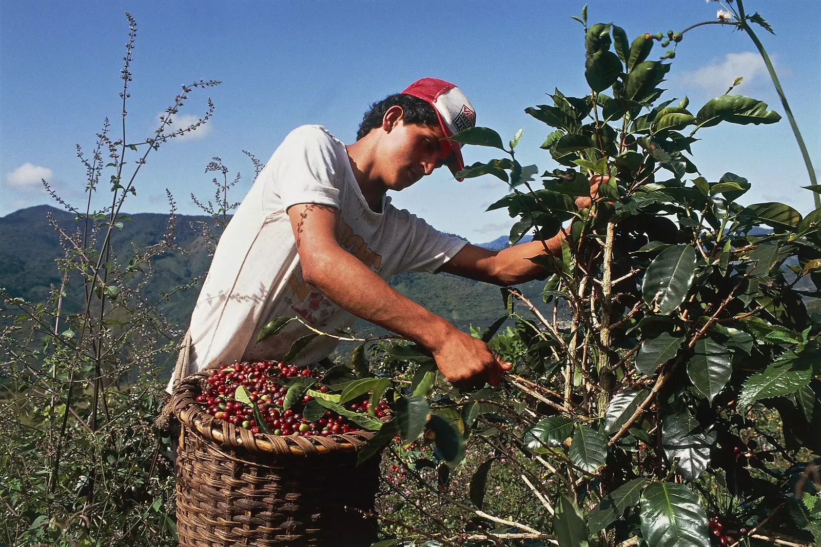 Farmer Orosi Valley Costa Rica