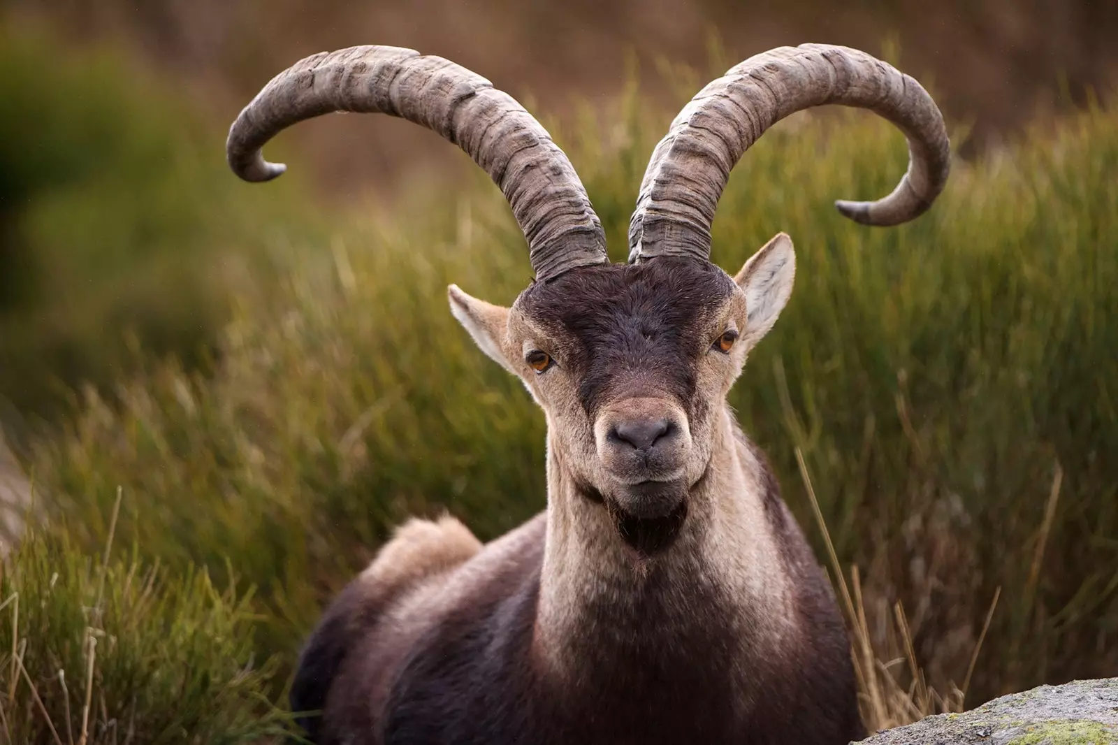 Capra pirineană tipică din Sierra de Gredos