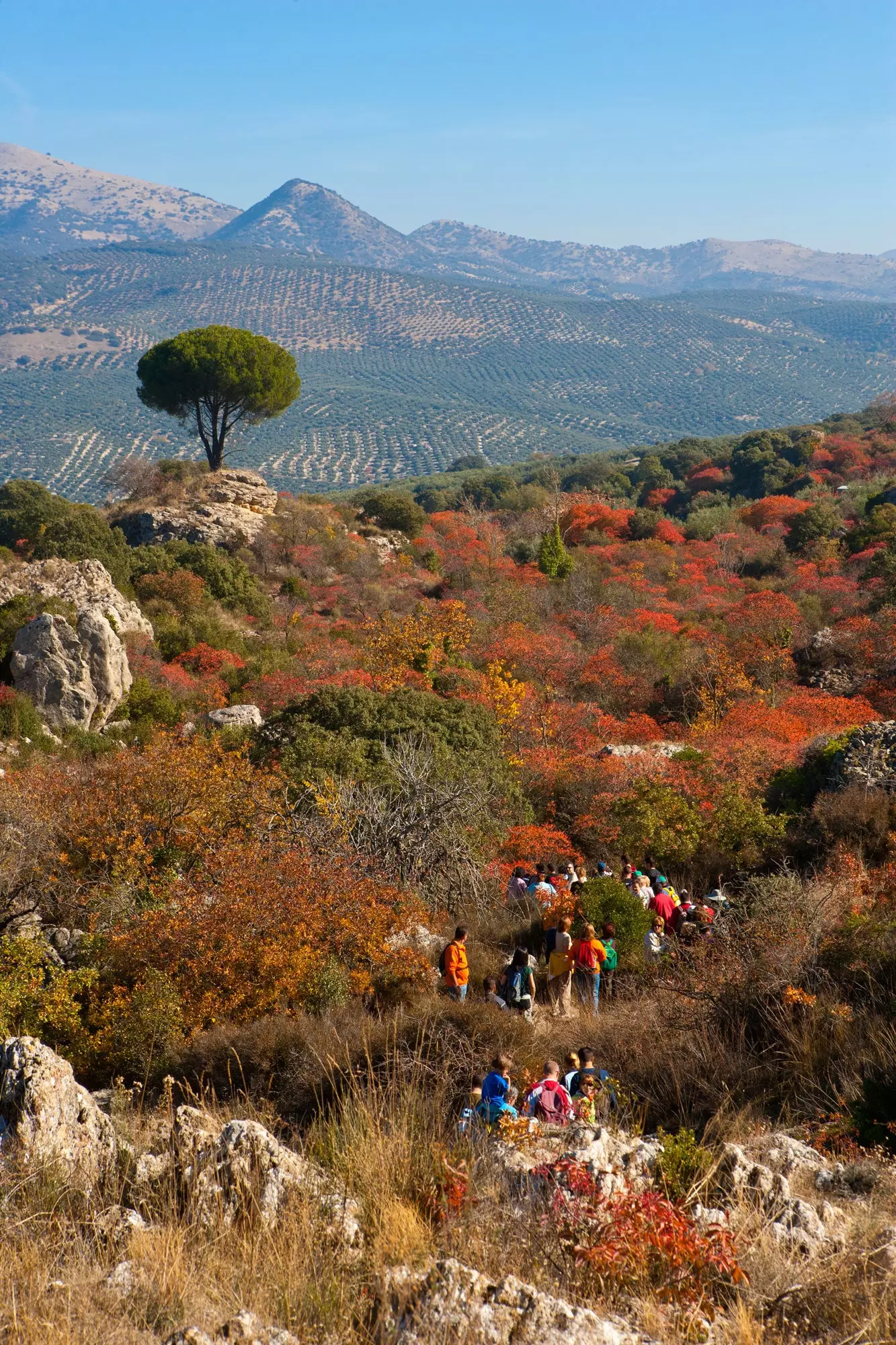 Los Zumaques Trail