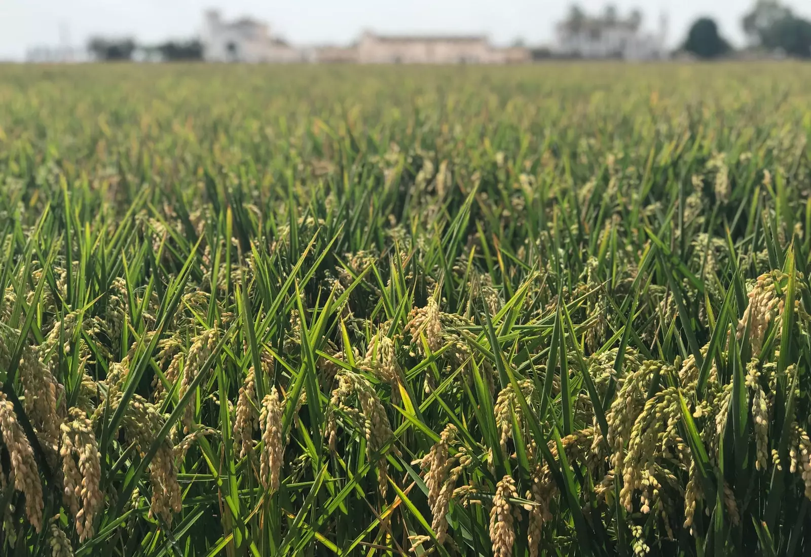 The hamlet of Isla Mínima, surrounded by rice fields, has been declared a Heritage Site of Andalusia.