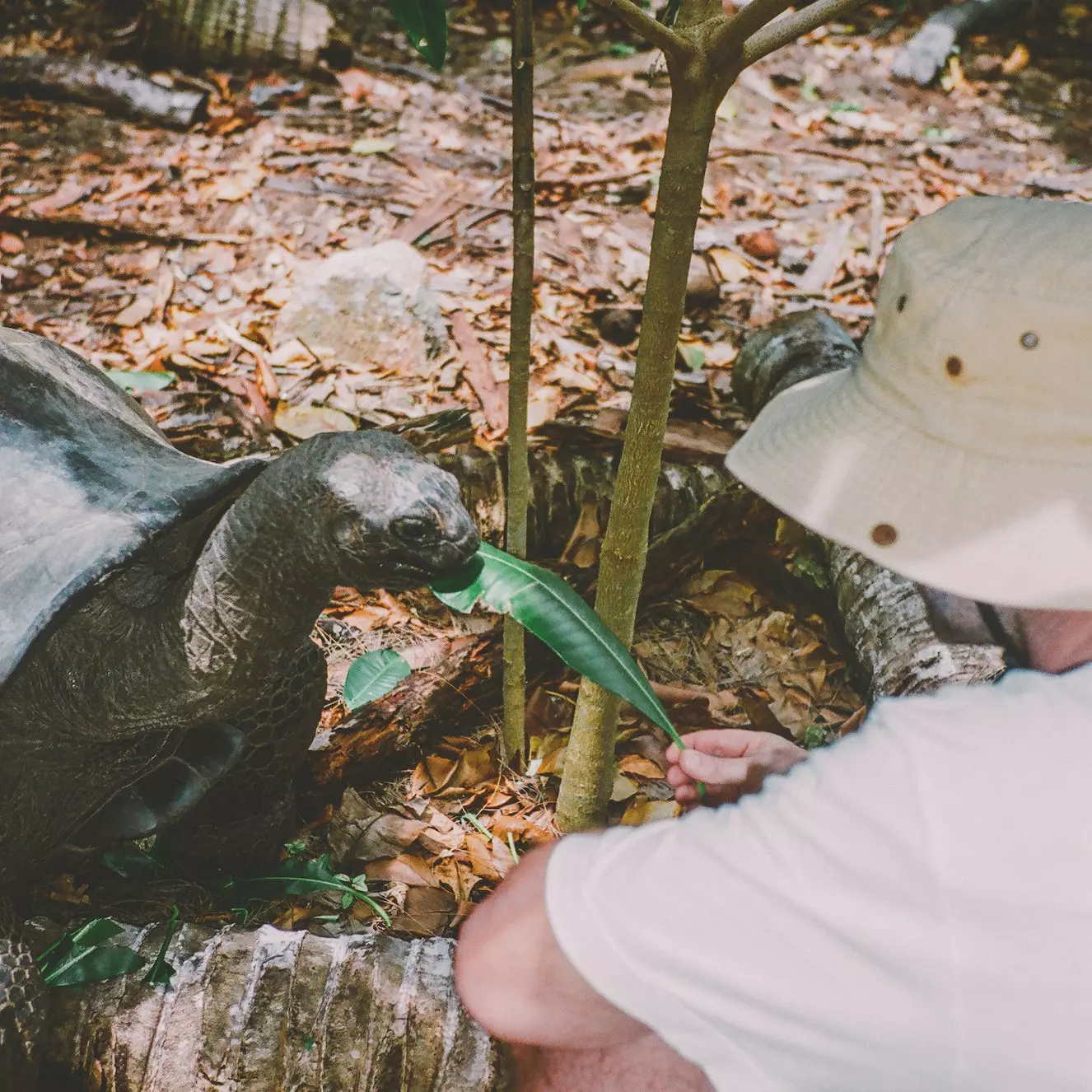 Tortue géante d'Aldabra sur l'île Curieuse.