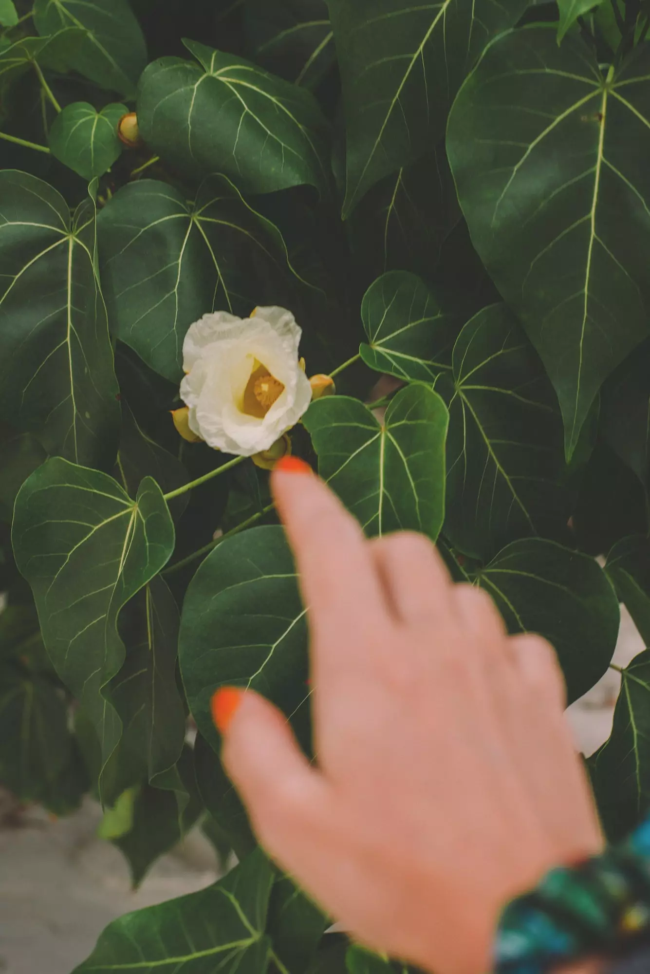 Em Seychelles existem cerca de 850 espécies de plantas com flores, das quais 250 são nativas.