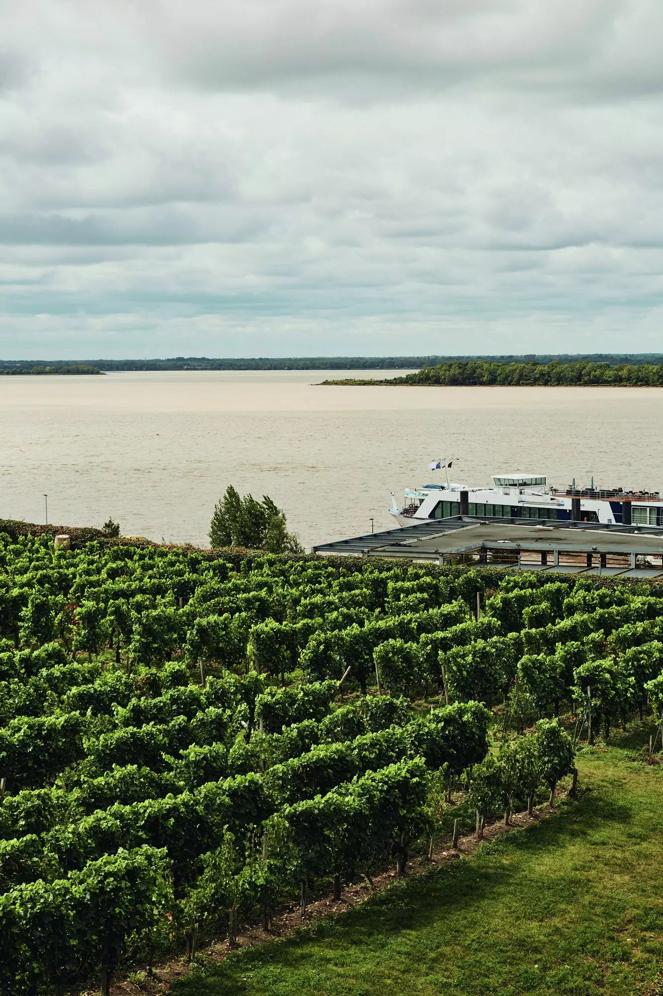 Blaye Vineyards