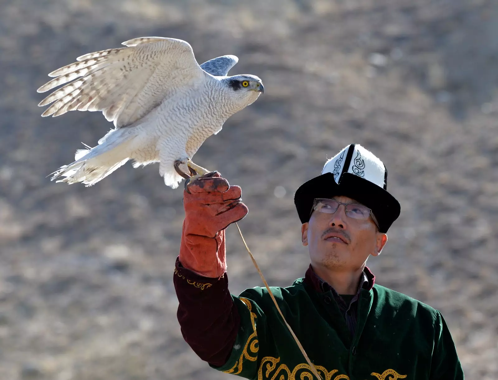 ကာဂျစ္စတန်ရှိ Falconry ပွဲတော်များ