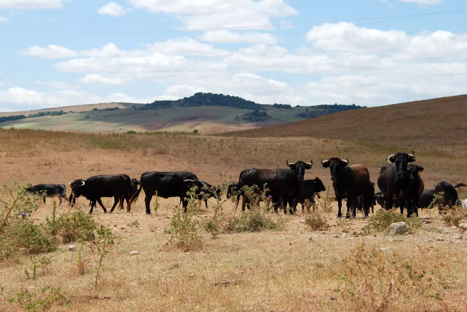 Lembu jantan di ladang Madinah.