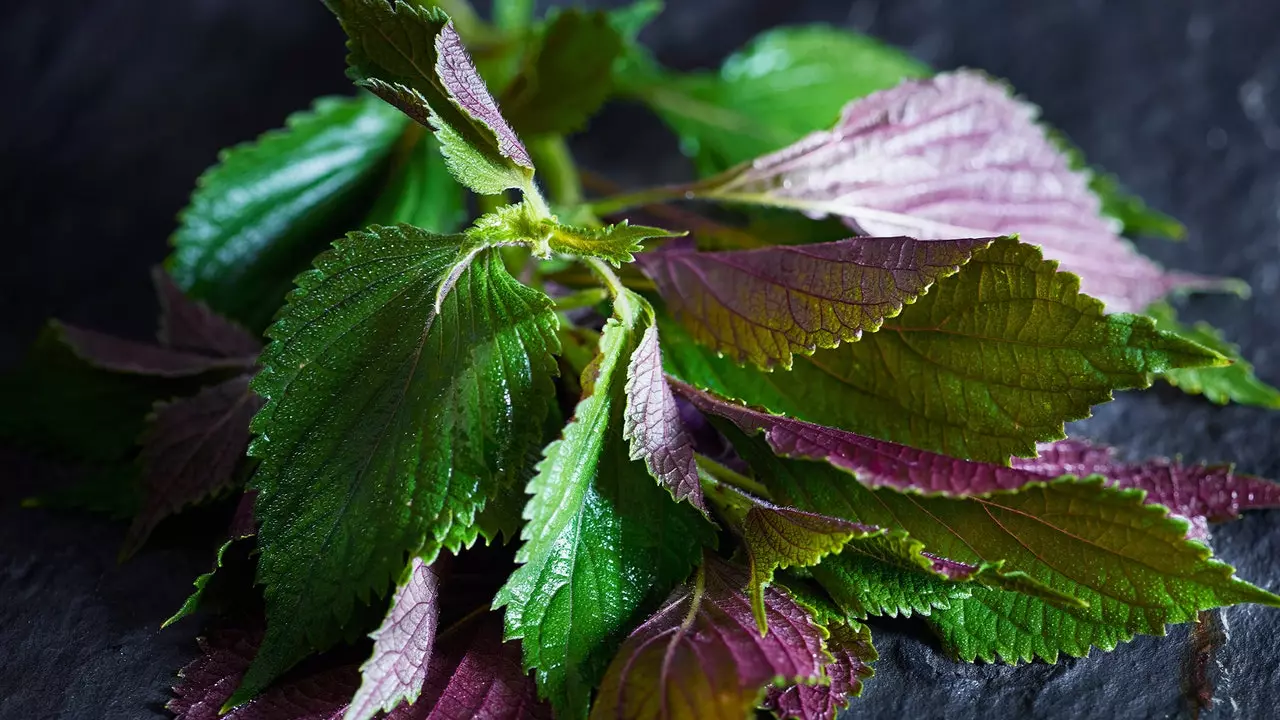 Shiso, το ιαπωνικό φυτό που θριαμβεύει σε συνταγές για δημιουργικά πιάτα και σε κοκτέιλ