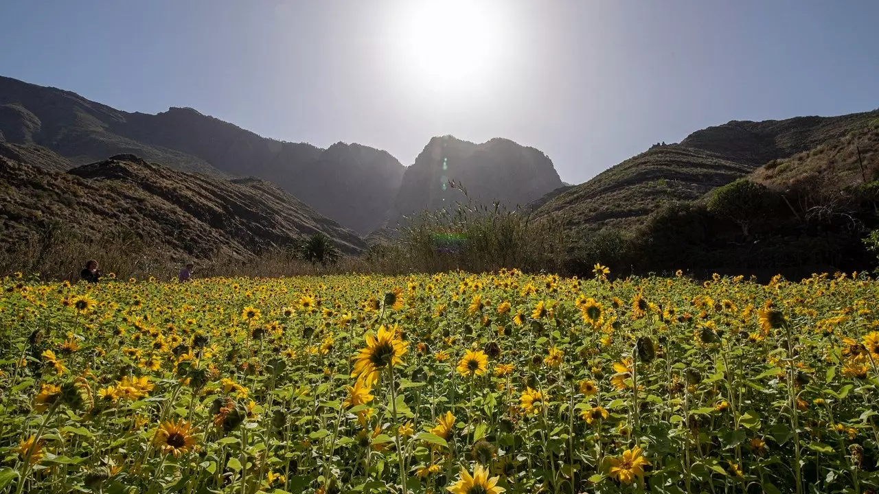 Ez Gran Canaria legjobban instagramozható napraforgómezője