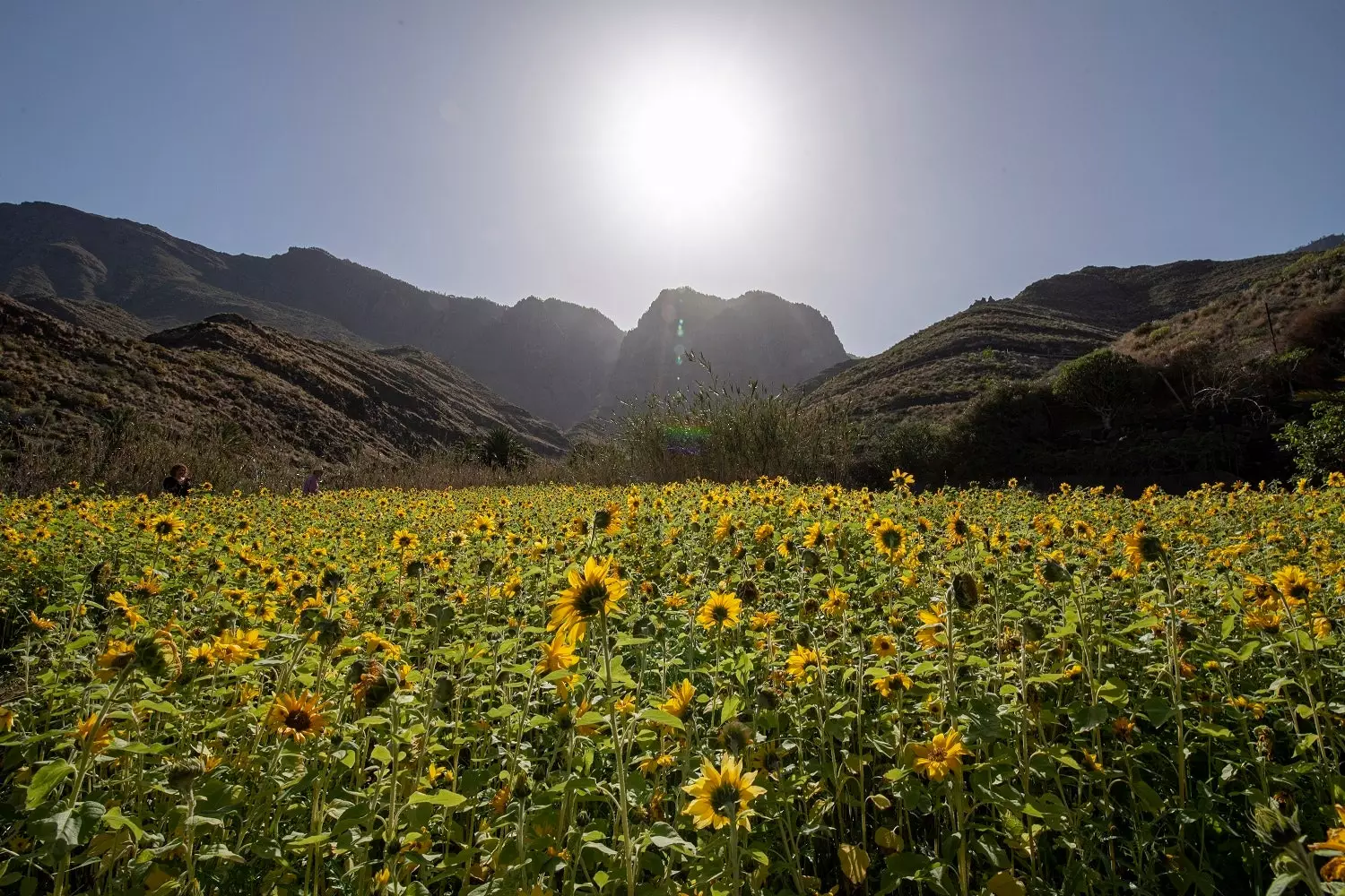 Bunga matahari di Barranco de Guayedra.