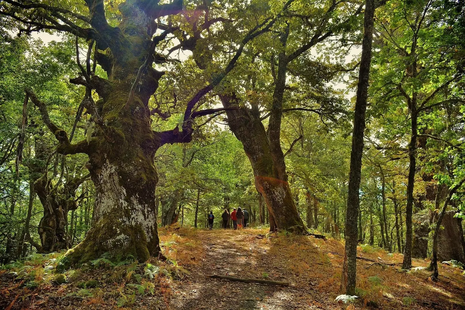 Jurbial Environmental Services toffri rotot lejn il-foresta ta’ Hormas mimlija siġar tal-fagu, tal-ballut u tal-ħous.