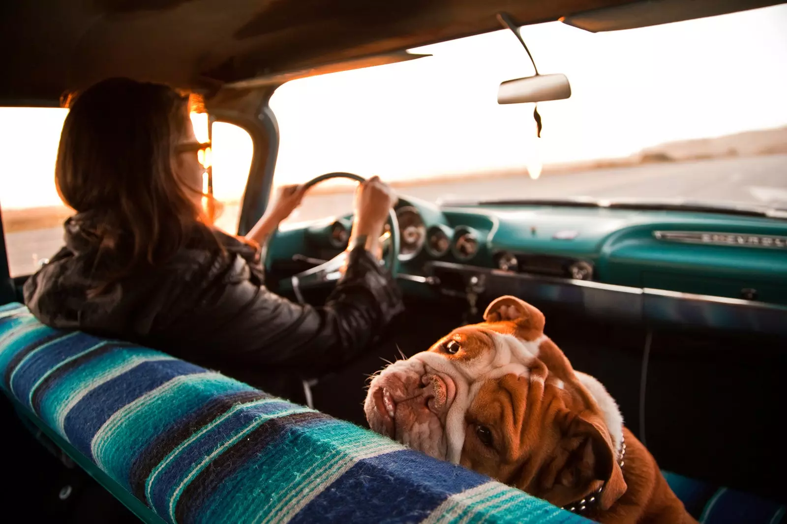 Raggi X del viaggiatore con il cane