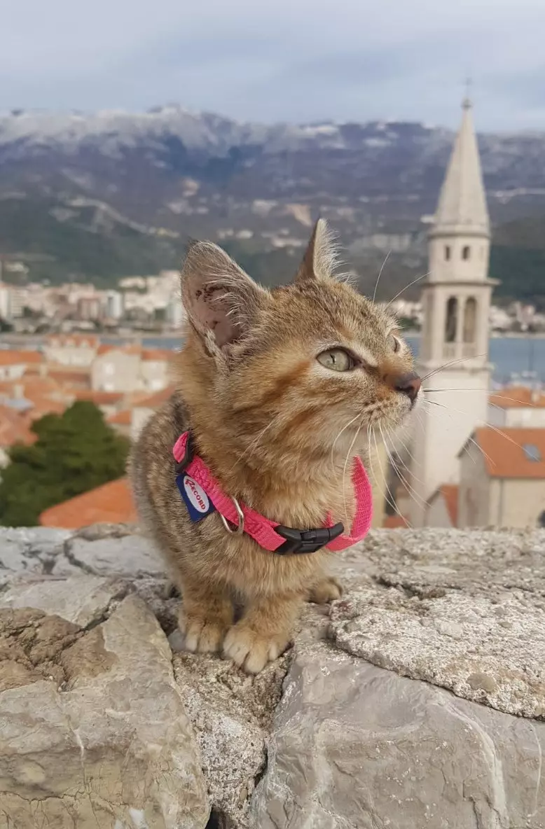 Nala ar bhallaí Budva Montainéagró i mí na Nollag 2018.