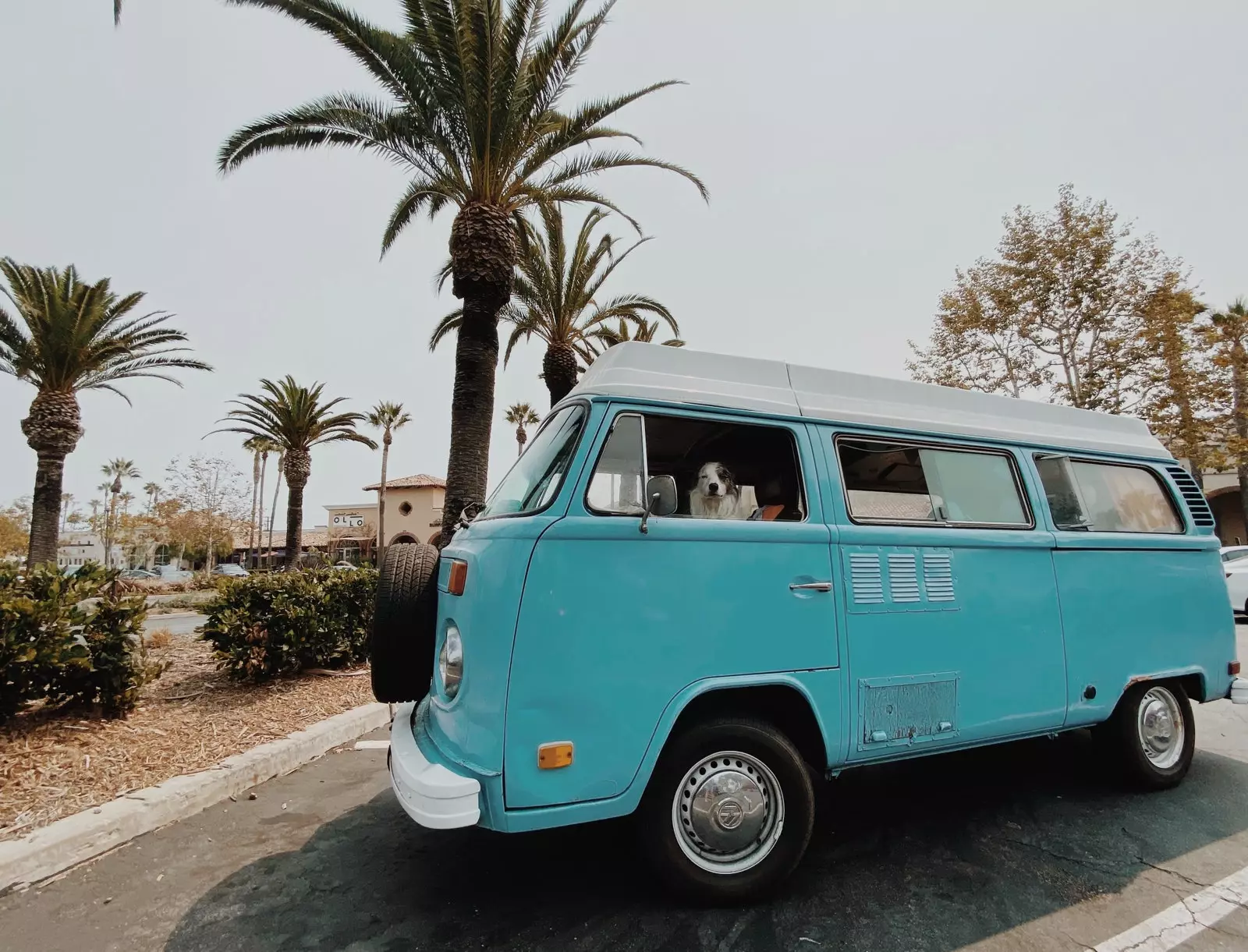 Dog sitting behind the wheel of a motorhome in Malibu.