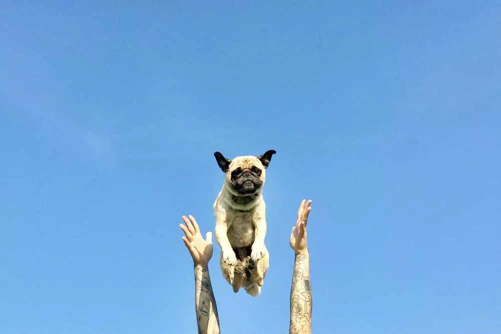 Norm den eventyrlystne hund, der tør med alt