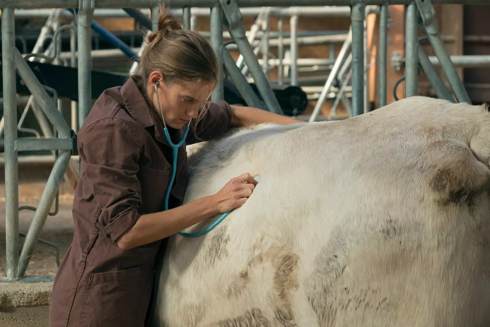 En veterinær i Burgund