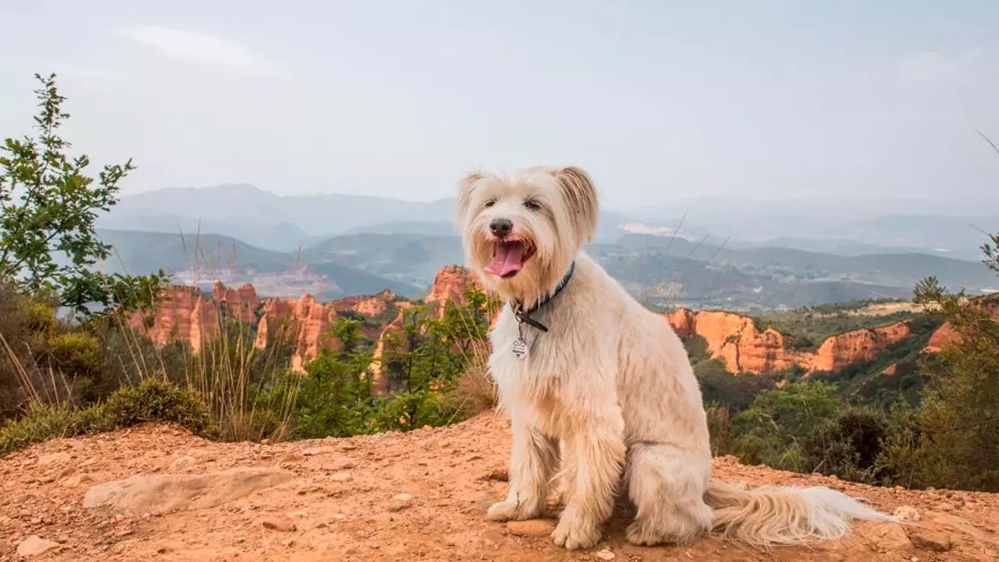 48 Stonnen mat Ärem Hond zu El Bierzo