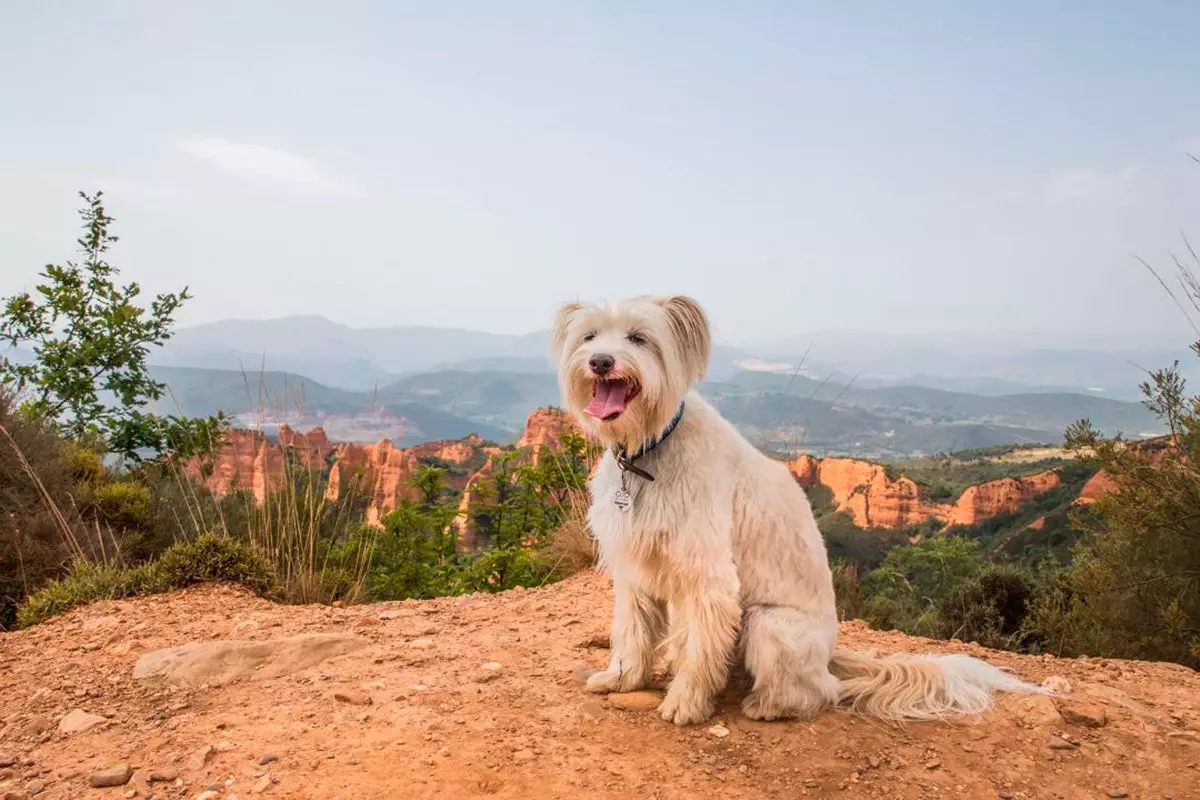 Hündin Tante im Mdulas El Bierzo León