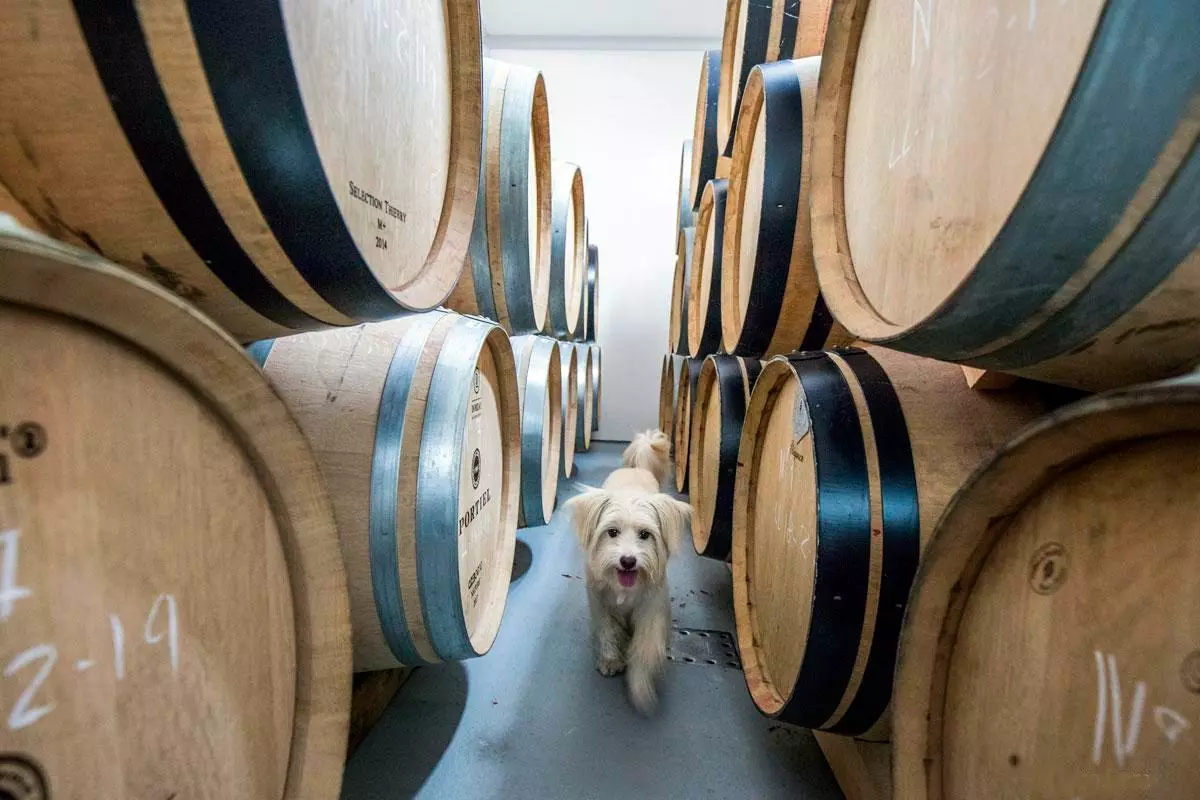 Chienne tante dans la cave Encima Wines El Bierzo León