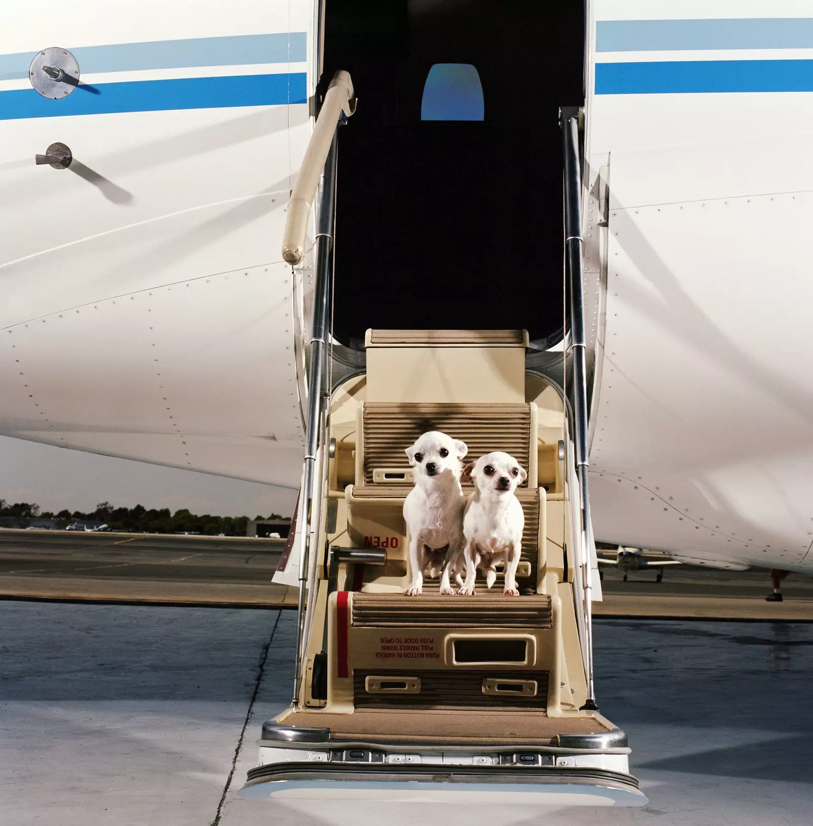 Volar amb la teva mascota tot el que cal saber