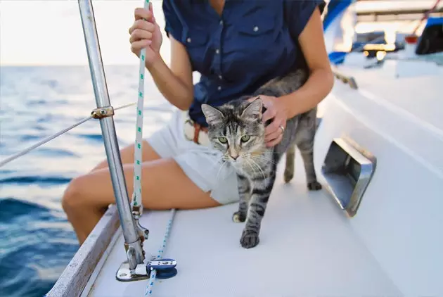 Say hello to Georgie the cat queen of the seas