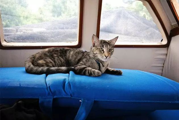 Le chat marin à sa place préférée dans la cabine