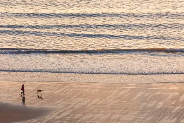 Non senza il mio cane che viaggia con il tuo animale domestico