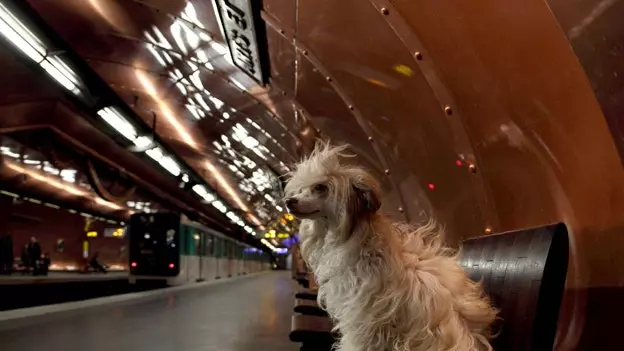 犬はマドリードの地下鉄で旅行できるようになります