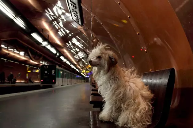 パリの地下鉄の犬