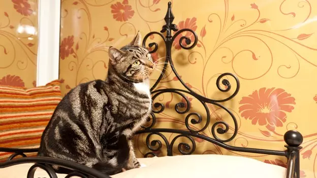 Hotels for pets: this is animal life!