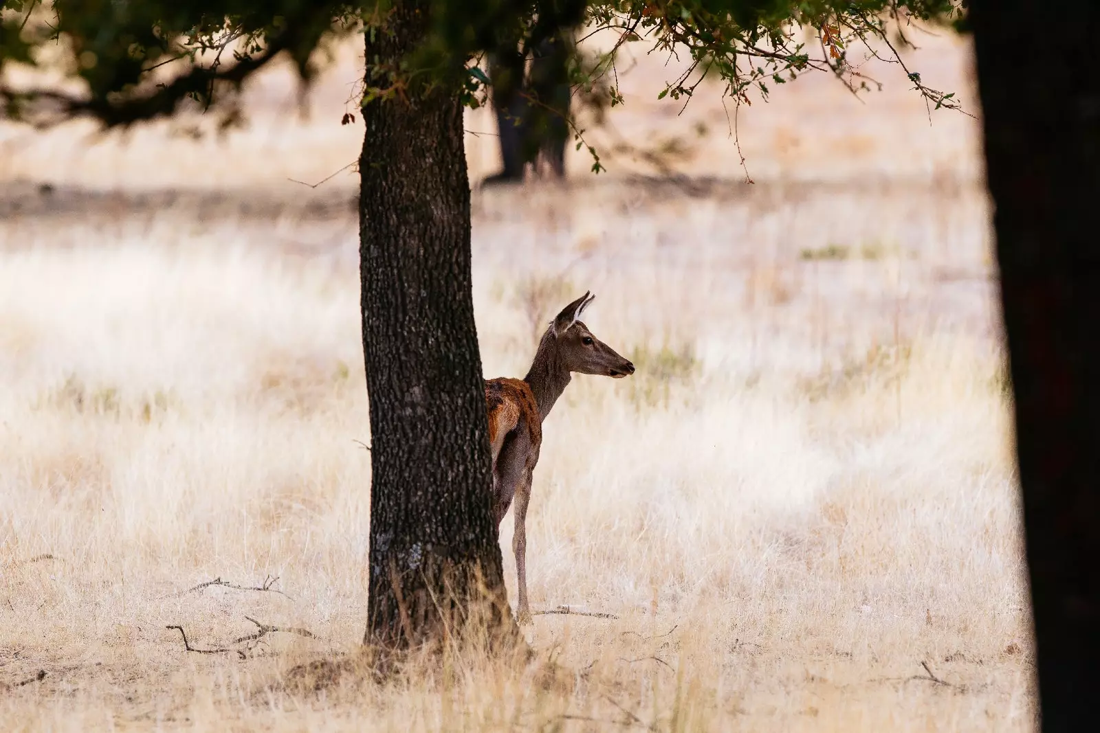 Fawna Extremadura Siberja