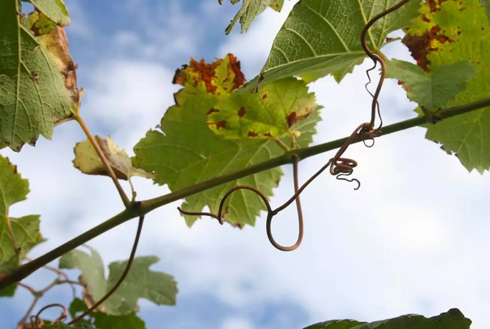 Txakoli og Idiazabal í Beasain