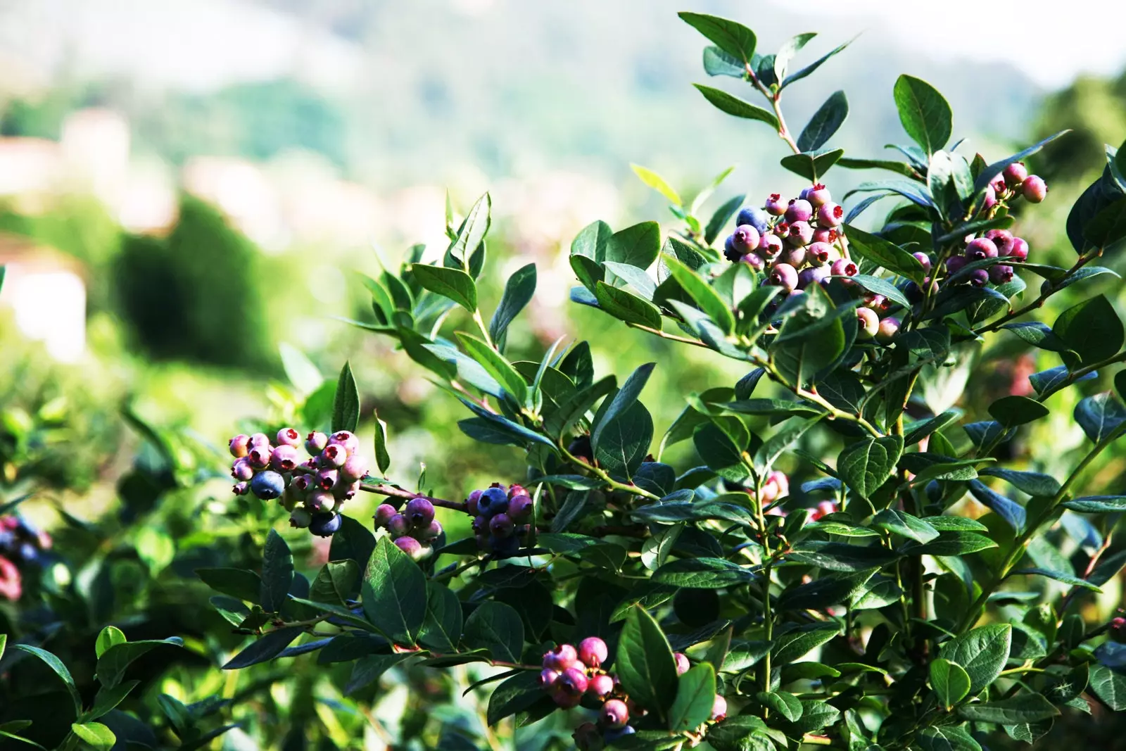 Plantacja borówki w rodzinnym gospodarstwie La Manzanera Cantabria.