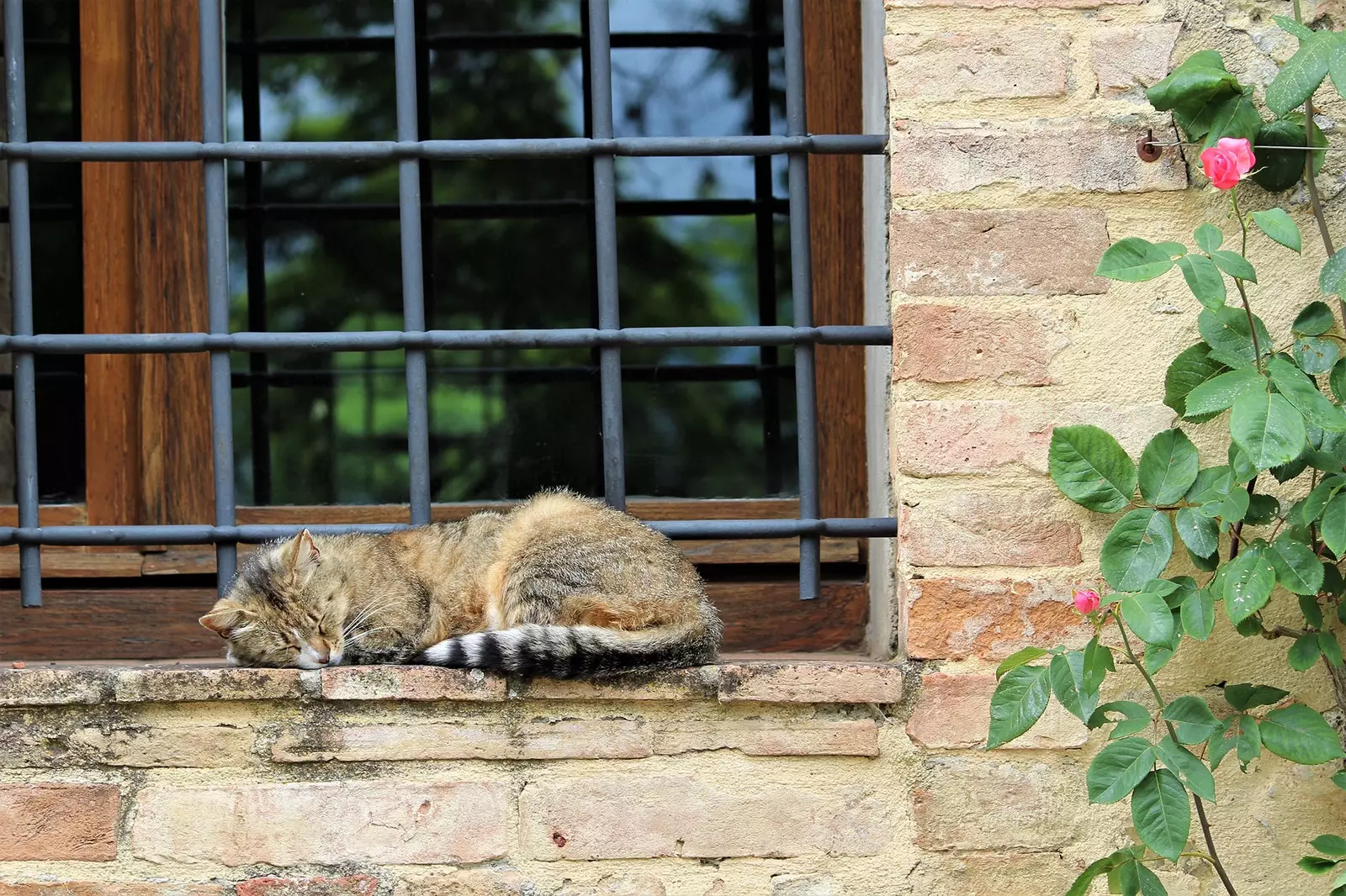 Gatto che dorme a Greve in Chianti