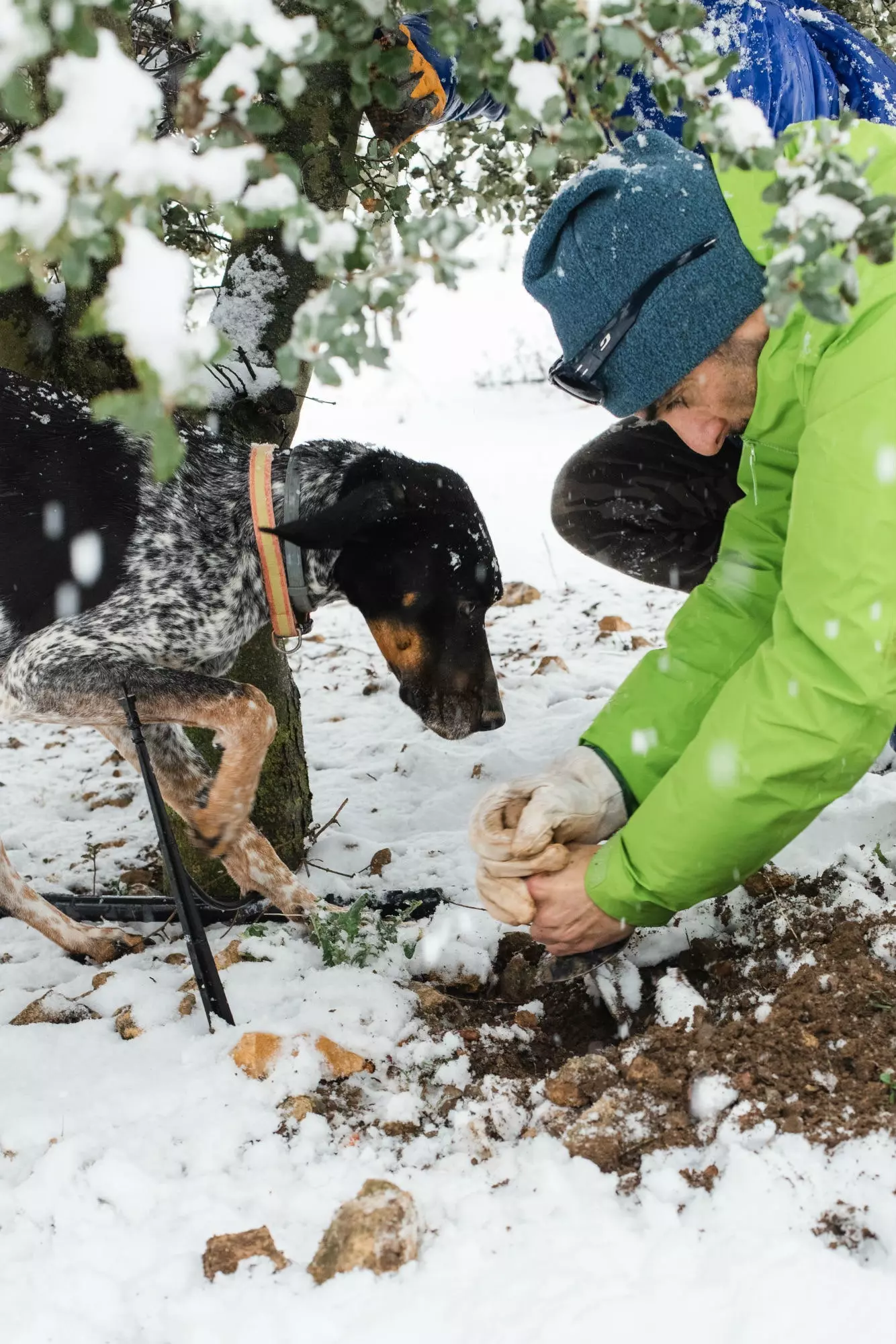 Chef Mikel Población mengumpulkan truffle di Somontano del Moncayo.