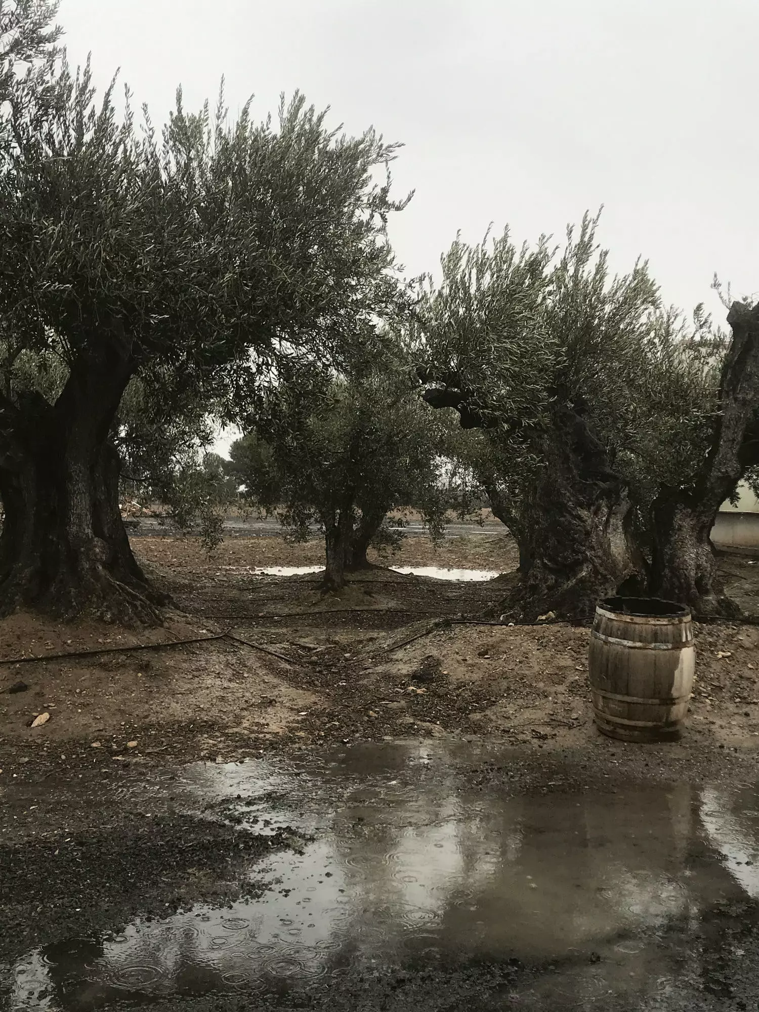 Oliveres a l'entrada del trull La Casa de l'Oli de Cascante.