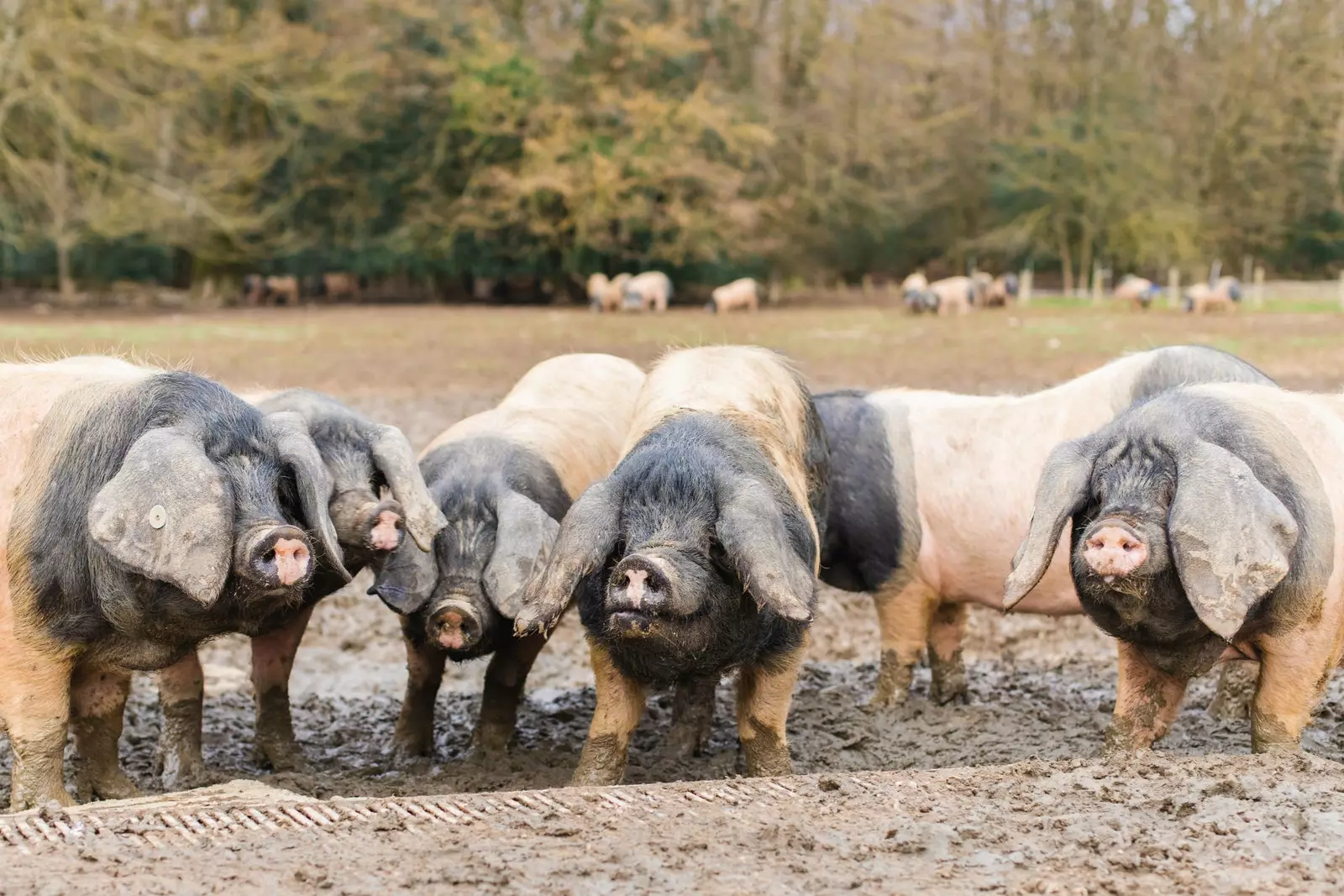 Het Baskische varken is ook bekend als euskal txerri of pío negro.