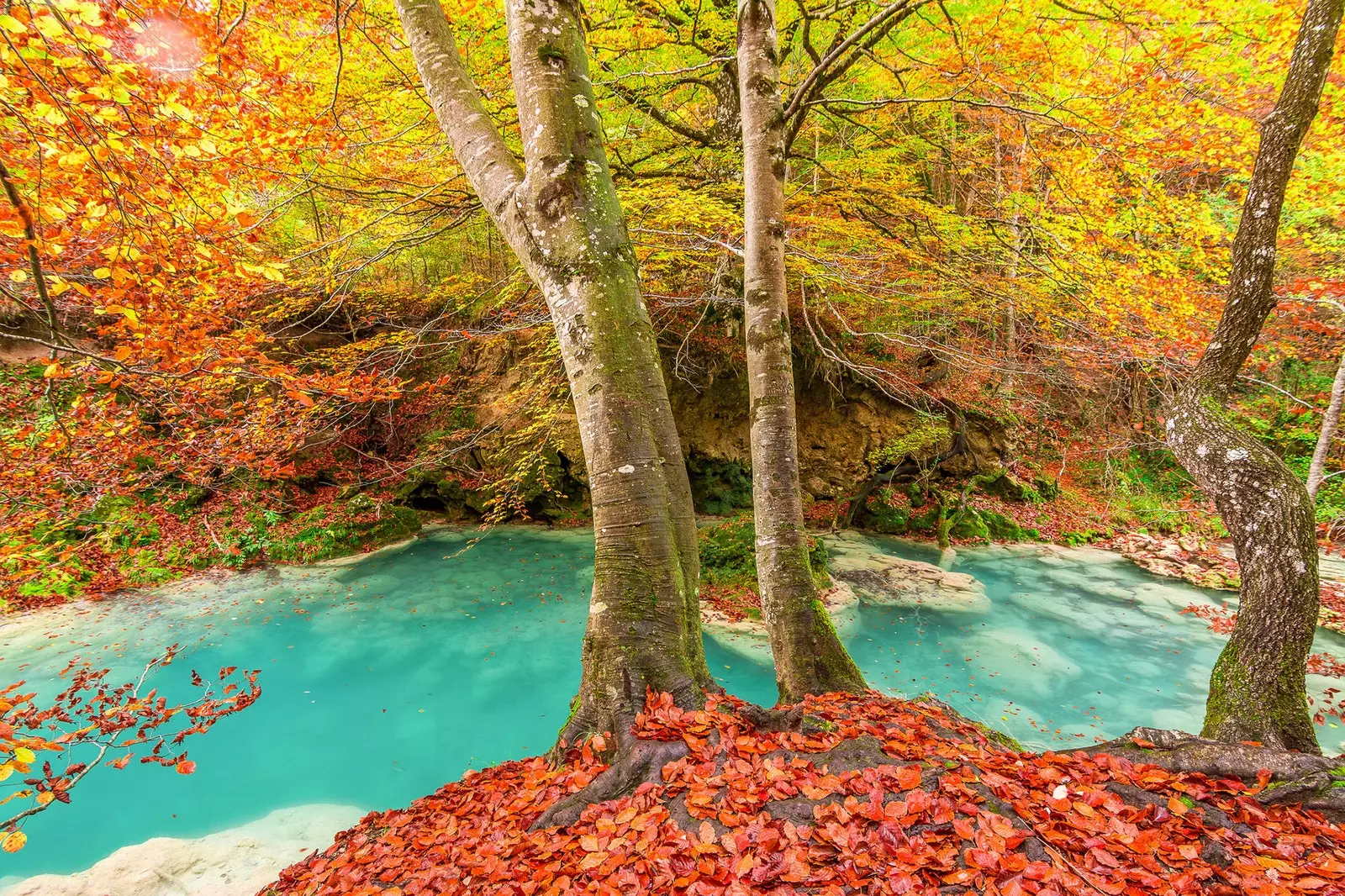 De herfst groeit in het Irati-bos