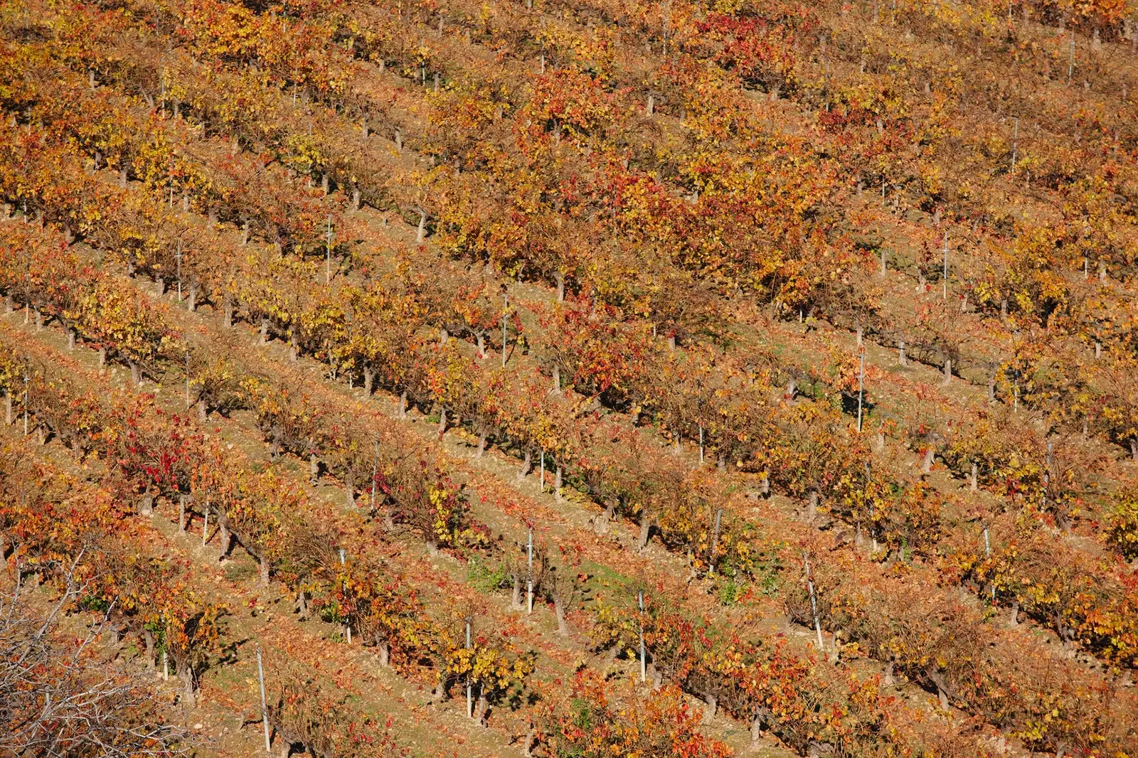 Weinberge von Olite