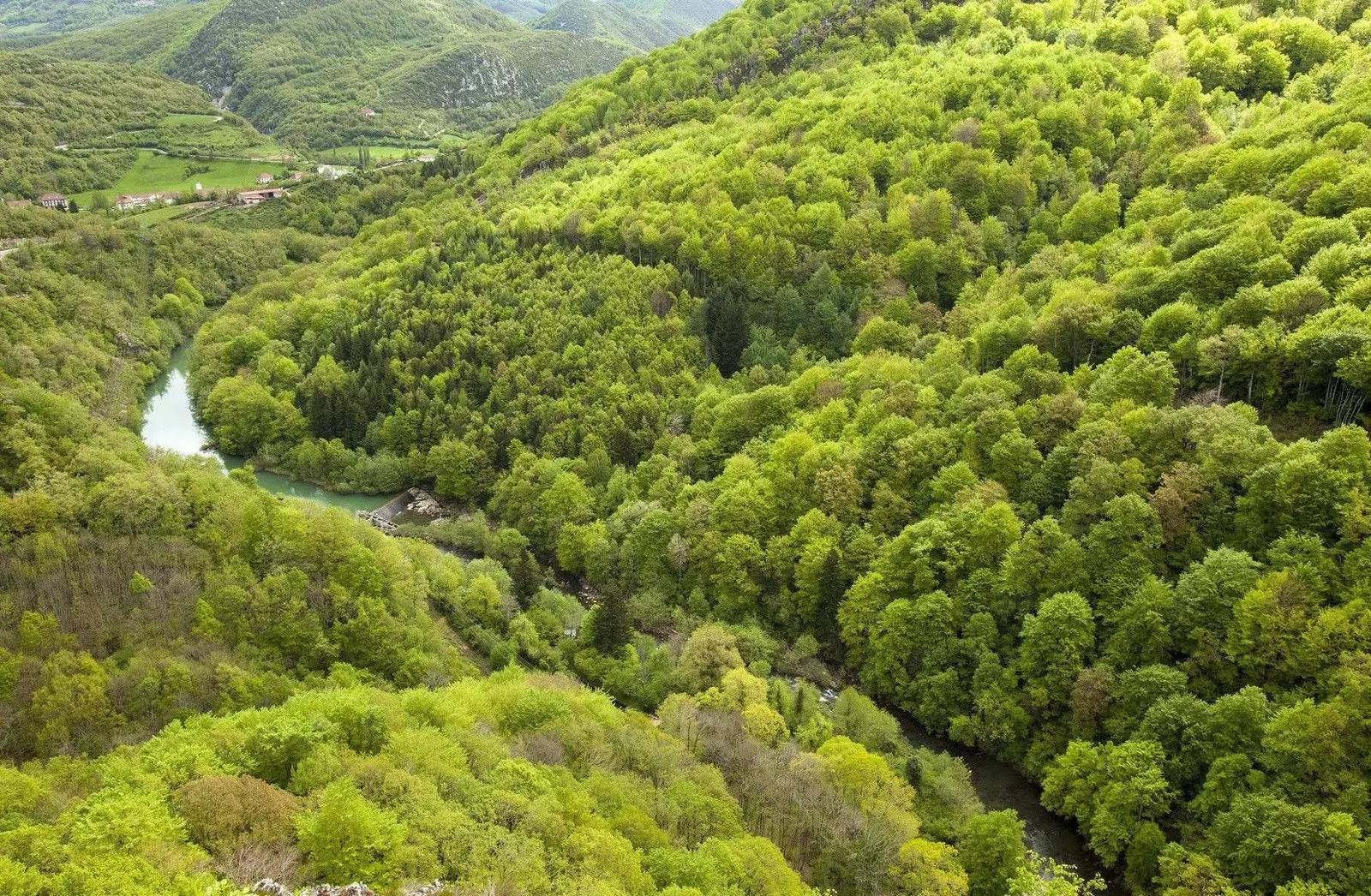 Forest of Irati Navarre