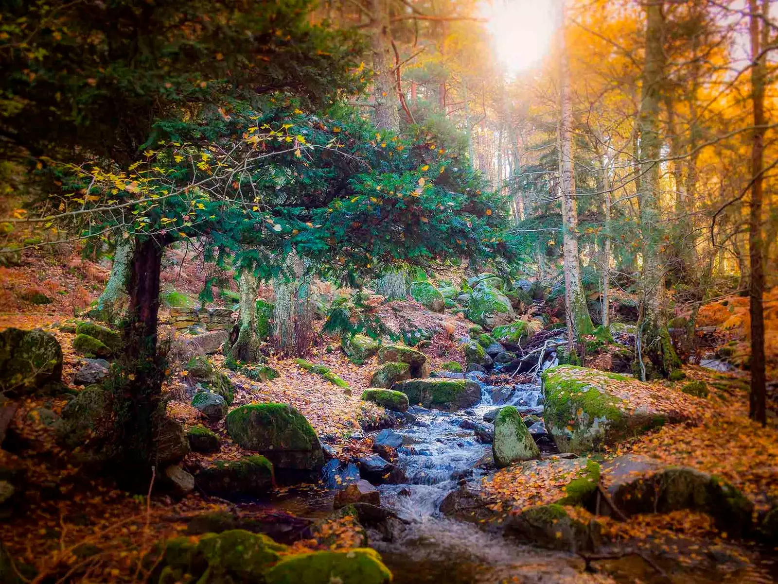 Syerra de Guadarrama