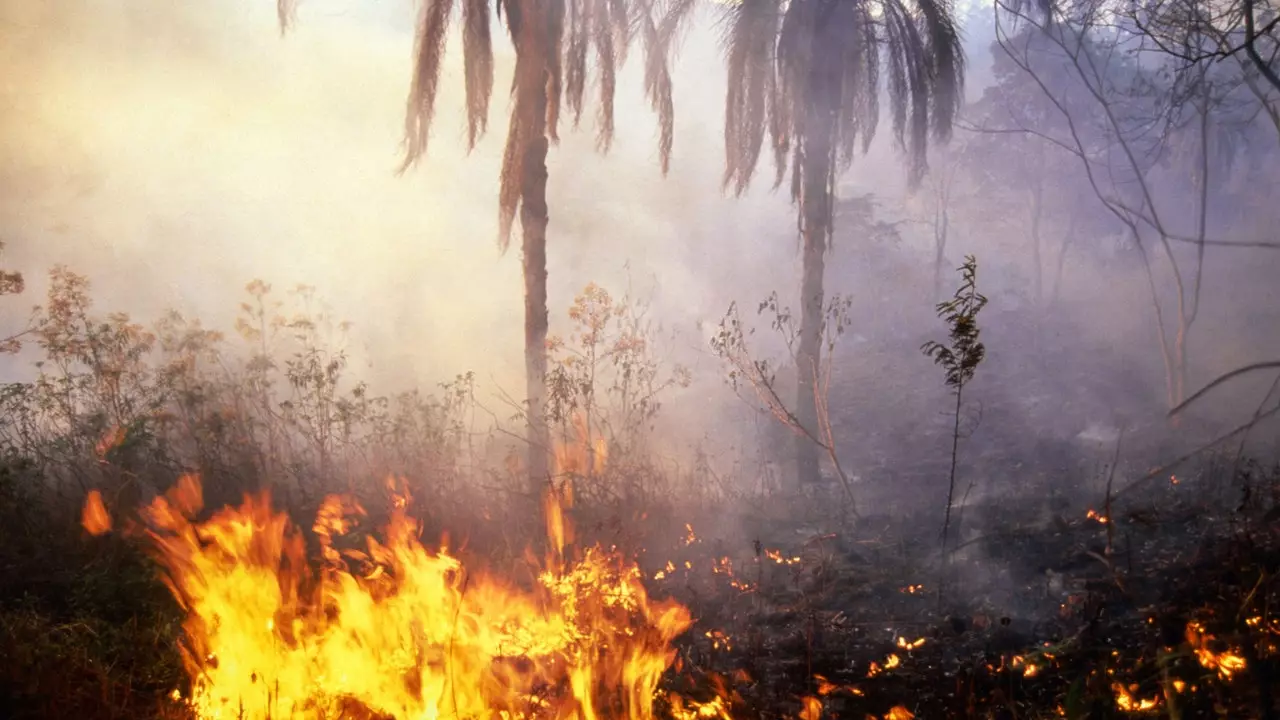 Hvorfor kostholdet vårt er (delvis) ansvarlig for brannene i Amazonas