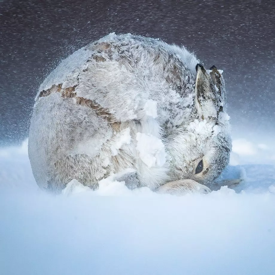 Hare ball Andy Parkinson Wildlife Photographer of the Year