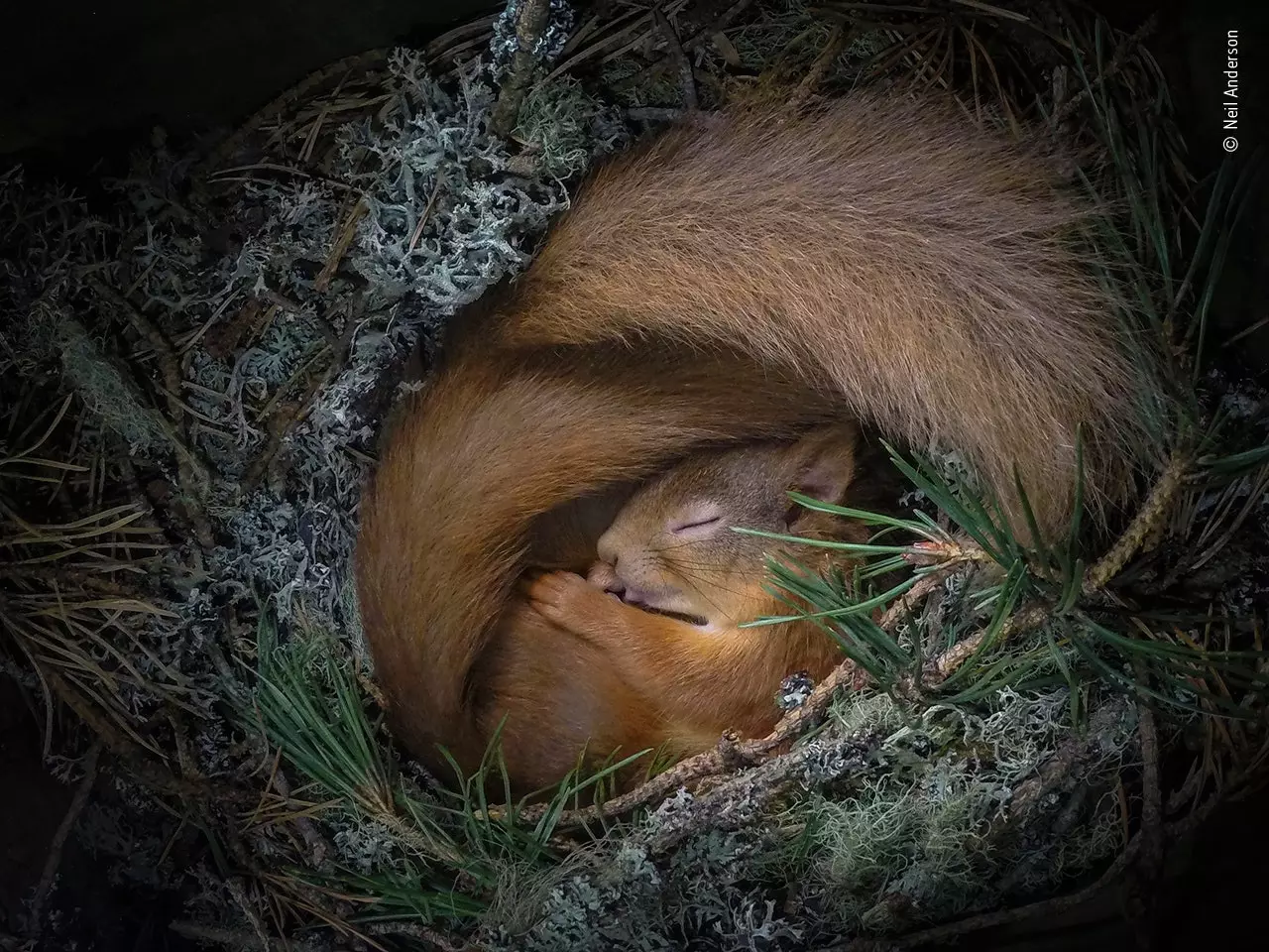 Drey memimpikan Neil Anderson Wildlife Photographer of the Year