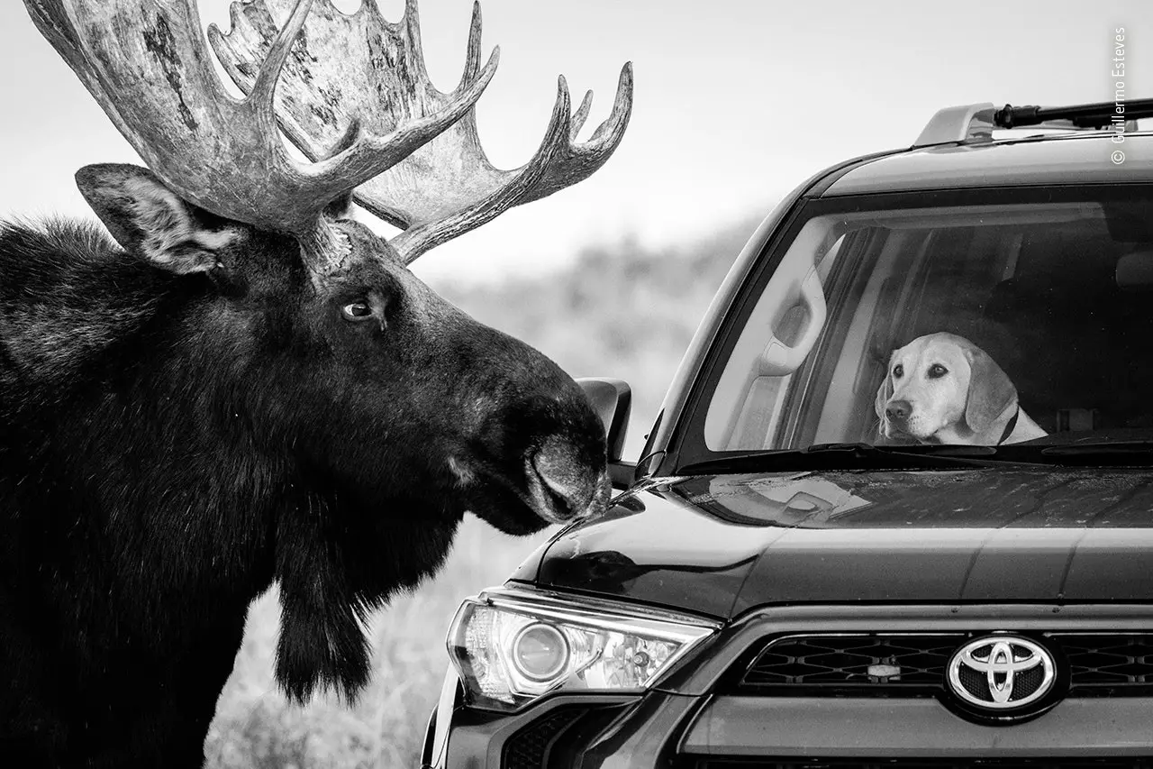 Întâlnire strânsă cu Guillermo Esteves Fotograful anului pentru animale sălbatice