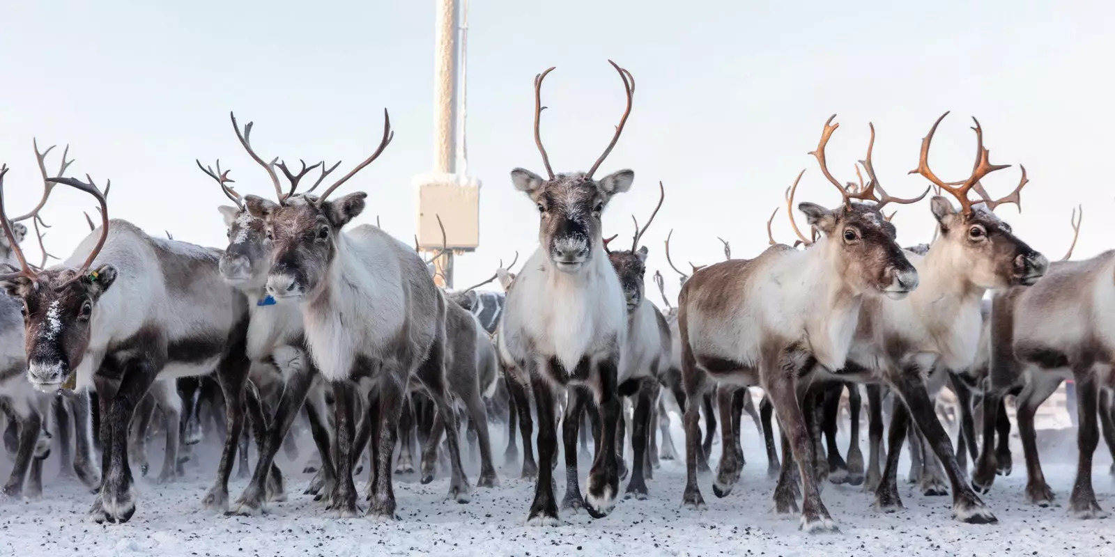 reindeer in swedish lapland